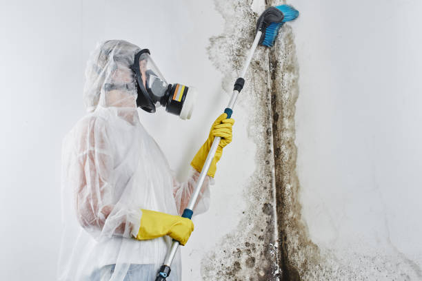 Best Attic Mold Removal  in Peru, IN
