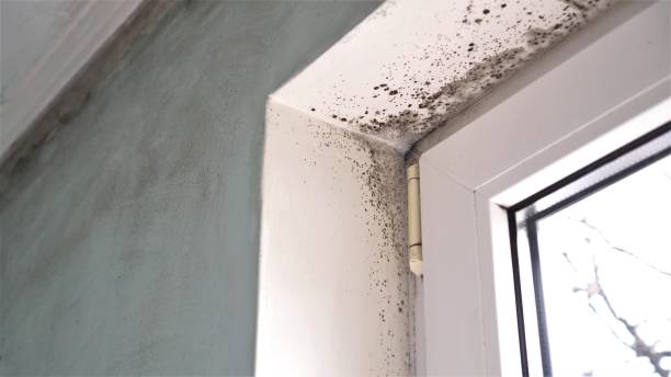 Best Certified Mold Removal  in Peru, IN
