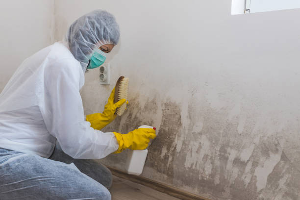 Best Mold Damage Repair  in Peru, IN