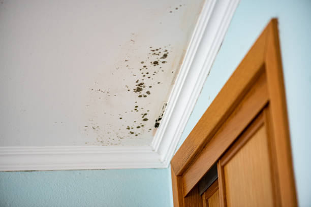 Best Residential Mold Removal  in Peru, IN