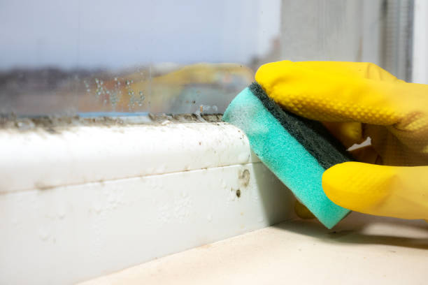 Best Commercial Mold Removal  in Peru, IN