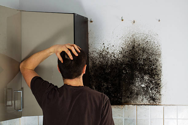 Mold Testing and Removal in Peru, IN