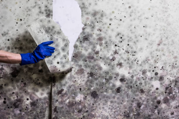 Certified Mold Removal in Peru, IN